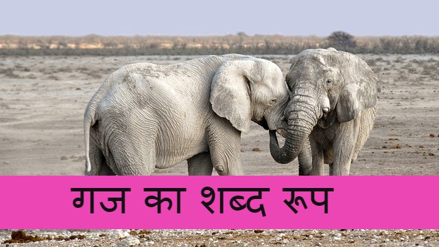 Read more about the article gaj ka shabd roop ‌‌‌गज का शब्द रूप के बारे मे जानकारी