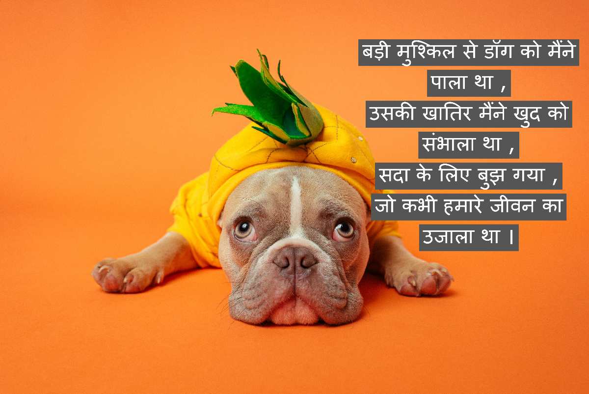 dog death shayari in hindi