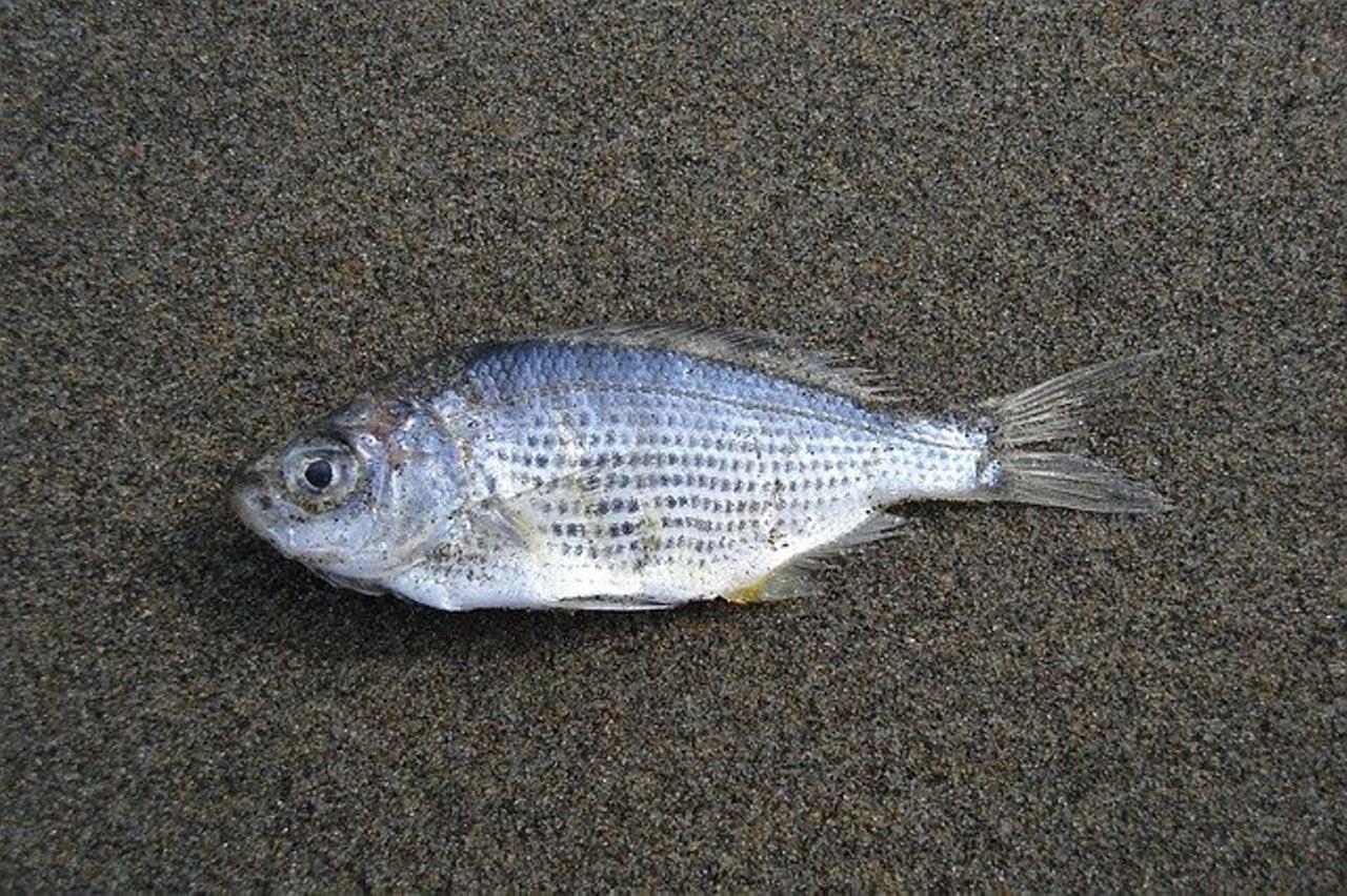 Read more about the article सपने में मरी हुई मछली देखने का अर्थ और मतलब