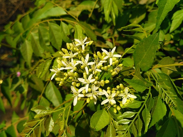 कढ़ी पत्ते का तेल कैसे बनाए