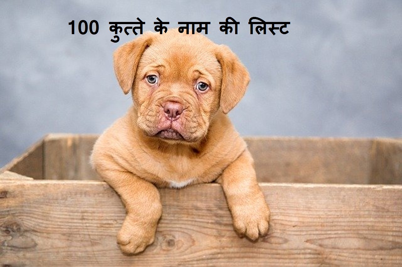 100 कुत्ते के नाम की लिस्ट 