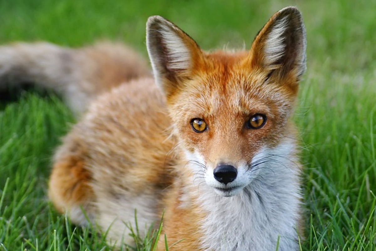 fox ka opposite gender