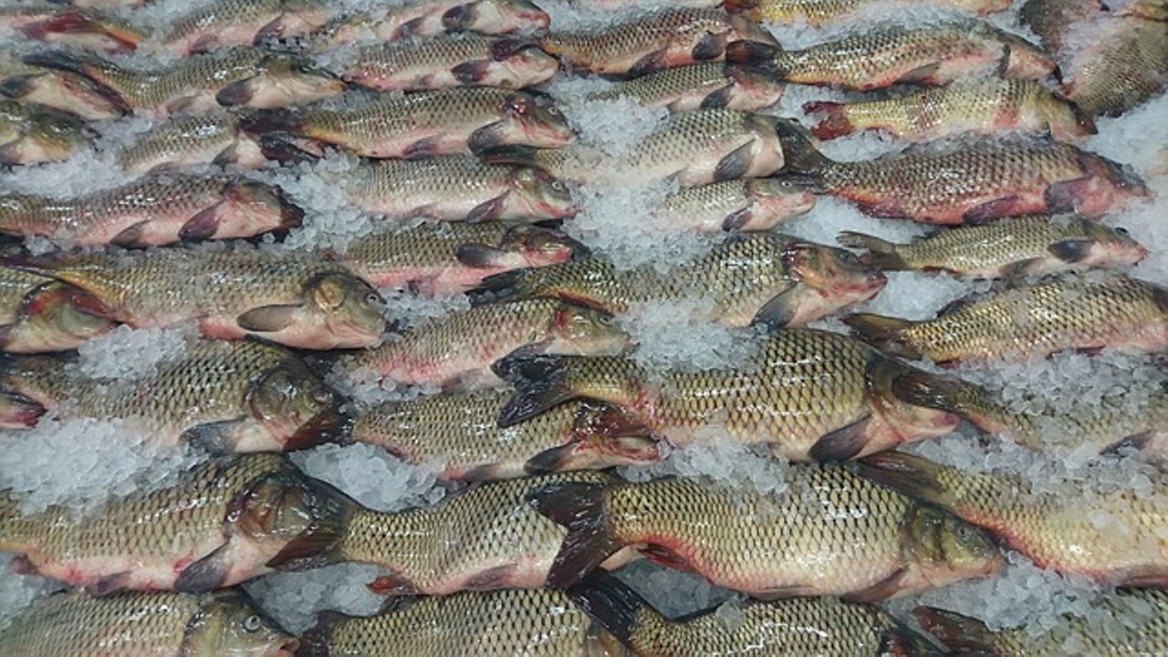 Read more about the article मछली पालने के 24 फायदे जानकर आप हैरान रह जाएंगे