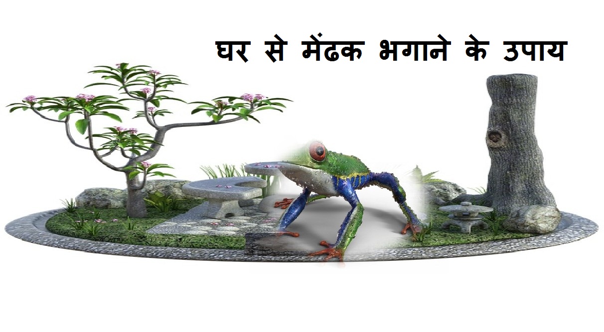 Read more about the article घर से मेंढक भगाने के ‌‌‌सबसे प्रभावशाली उपाय