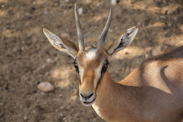 gazelle