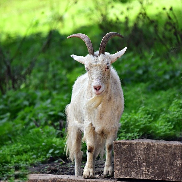 बकरी कितने प्रकार की होती है Barbari Goat