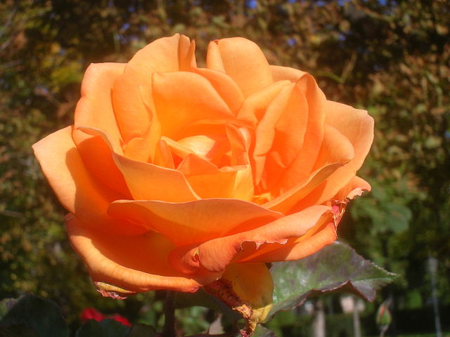 Peach Roses