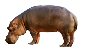 Read more about the article दरियाई घोड़ा क्या है? दरियाई घोड़ा क्या खाता है ? full history of Hippopotamus