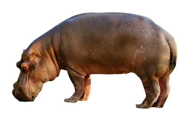 Read more about the article दरियाई घोड़ा क्या है? दरियाई घोड़ा क्या खाता है ? full history of Hippopotamus