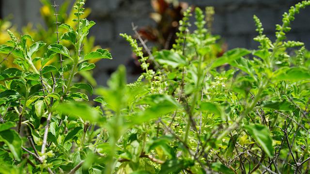 tulsi ki puja ke fayde