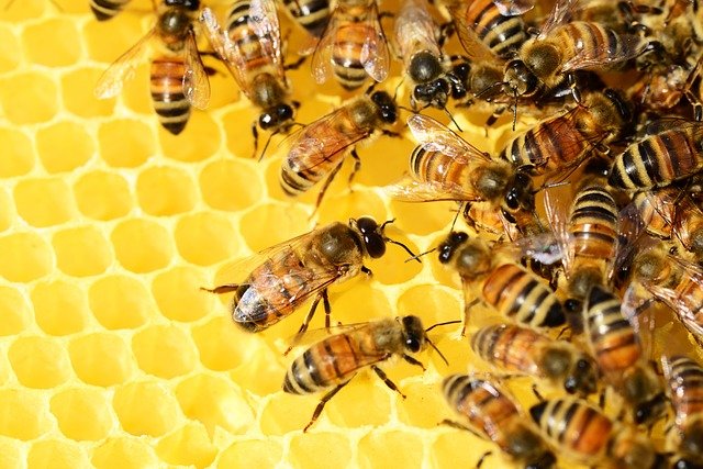 मधुमक्खी कितने प्रकार की होती हैं ?