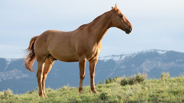 घोड़ा कितने प्रकार के होते हैं अल्बानियाई घोड़ा