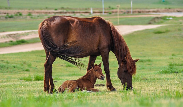 Breton horse