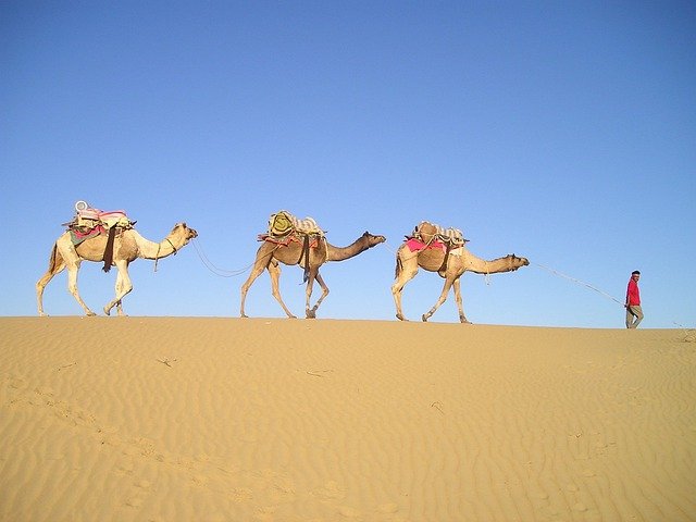 sapne me camel dekhna