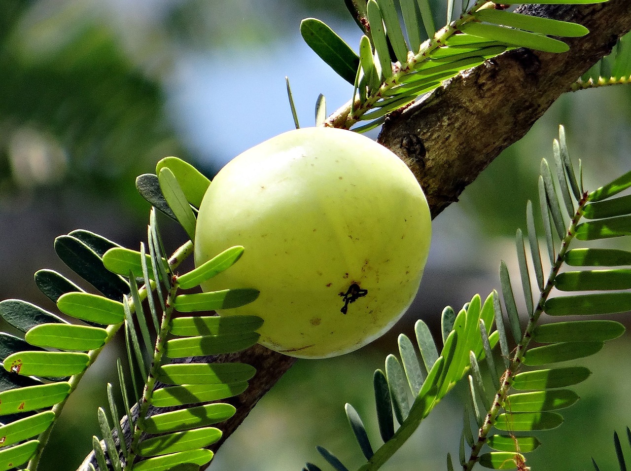 Read more about the article पतंजलि आंवला जूस के फायदे amla juice patanjali benefits in hindi￼