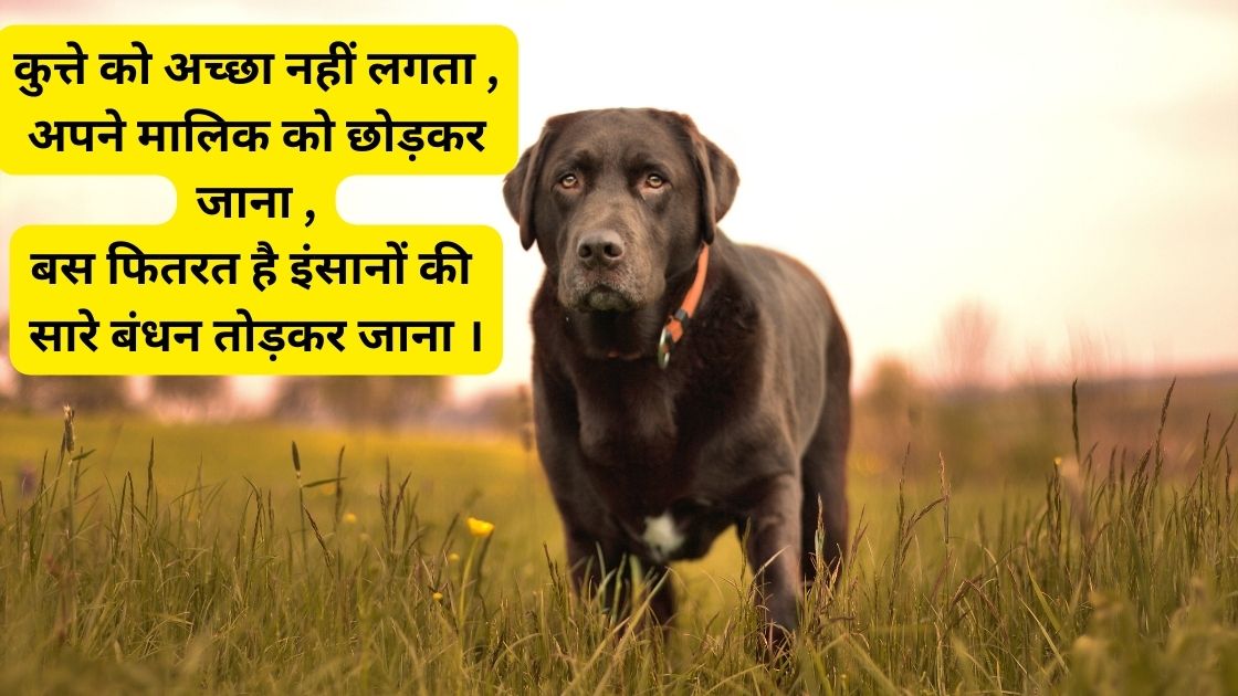 dog death shayari in hindi