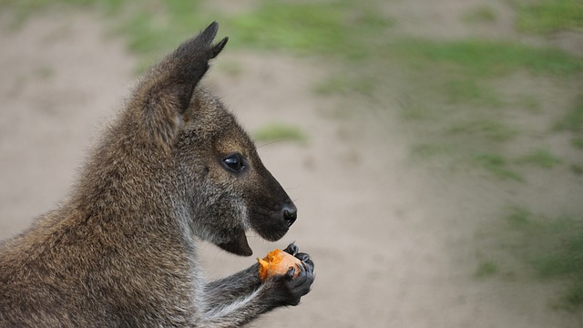  kangaroo information in hindi