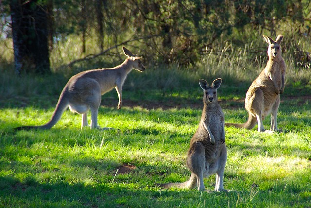 benefits of eating kangaroo meat