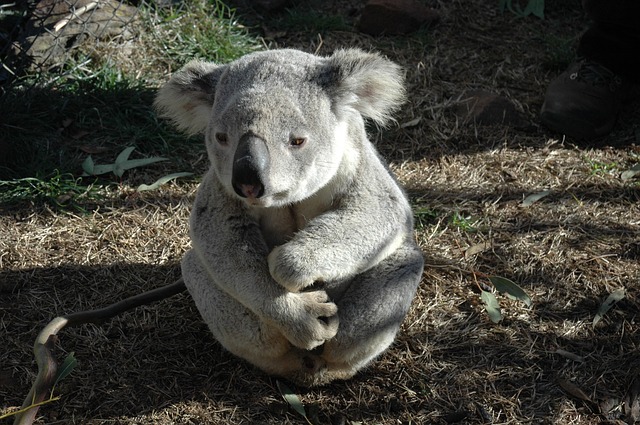 Koalas