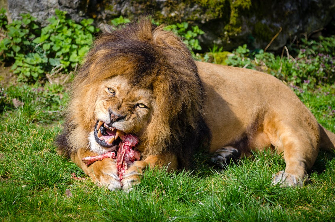 lion कितने दिन तक भूखा रह सकता है 
