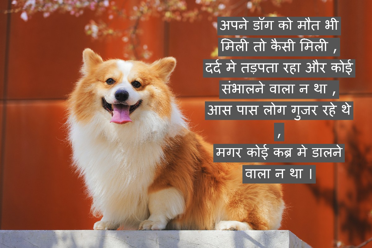 dog death shayari