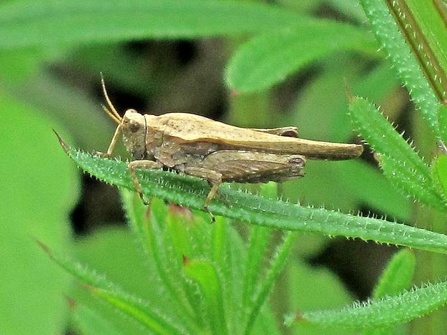 Slender Groundhopper ( Tetrix subulata )
