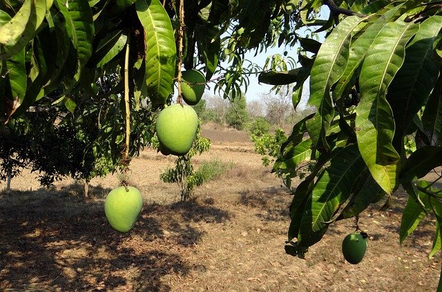 घर में आम का पेड़ शुभ या अशुभ