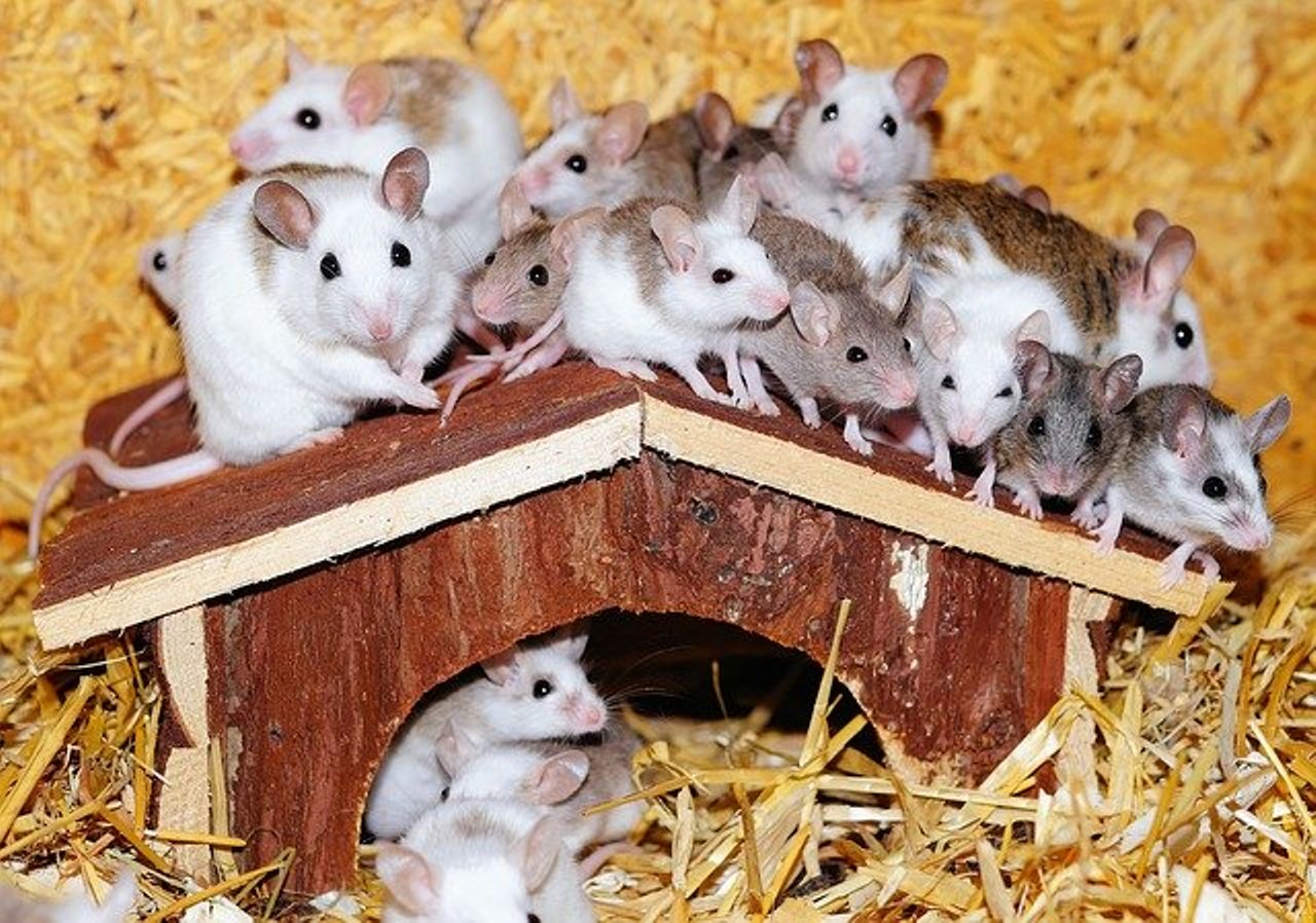 चूहे कितने प्रकार के होते हैं 