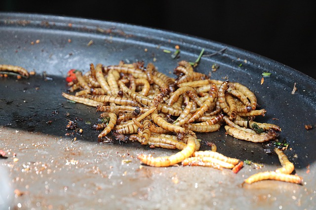 ऐसा कौन सा जानवर है जो पानी नहीं पीता Mealworms