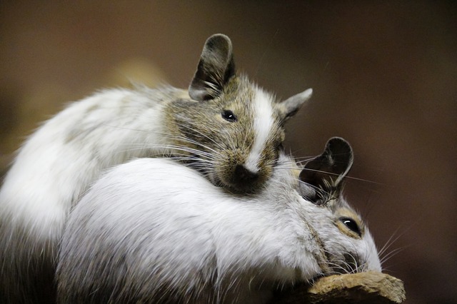 New Ireland forest rat