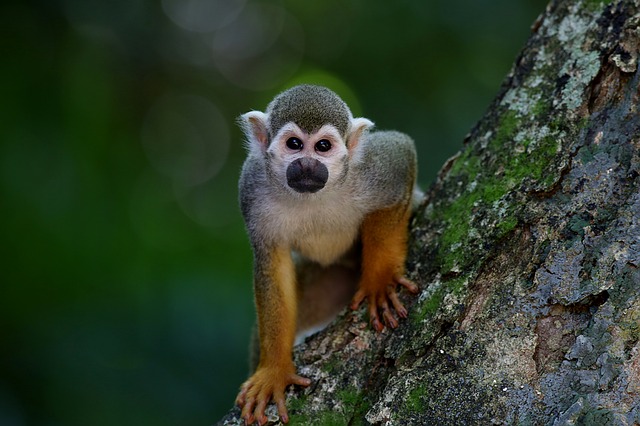 ‌‌‌पेड़ की शाखा पर बंदर बैठे हुए देखना 