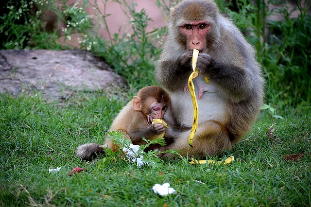 ‌‌‌खेला खाते हुए बंदर का बच्चा देखना