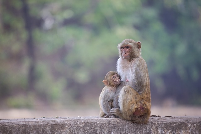 ‌‌‌क्या बंदर के सीने मे दिल होता है या नहीं ?