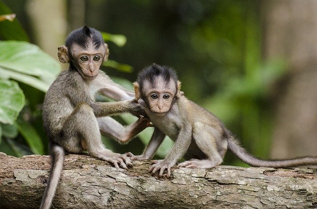 ‌‌‌सपने मे एक पेड़ के उपर चढ़ते हुए बंदर का बच्चा देखना 