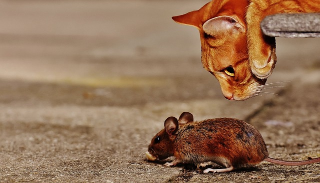 Read more about the article चूहे मारने की दवाएं और चुहे भगाने के 18 तरीके