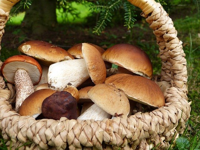 Portobello Mushrooms