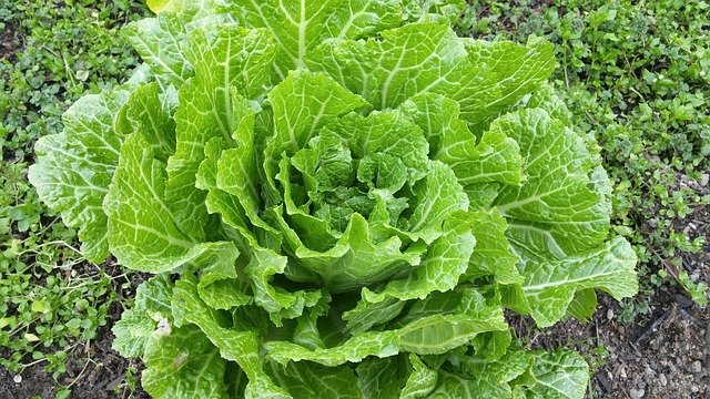 Napa Cabbage 