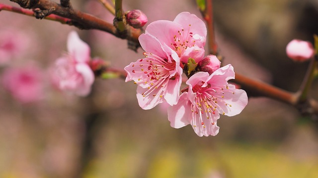 cherry khane ke fayde in hindi