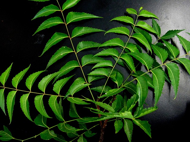 Read more about the article नीम की निंबोली के फायदे top Benefits of eating Neem Nimboli