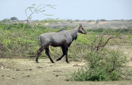 नील गाय