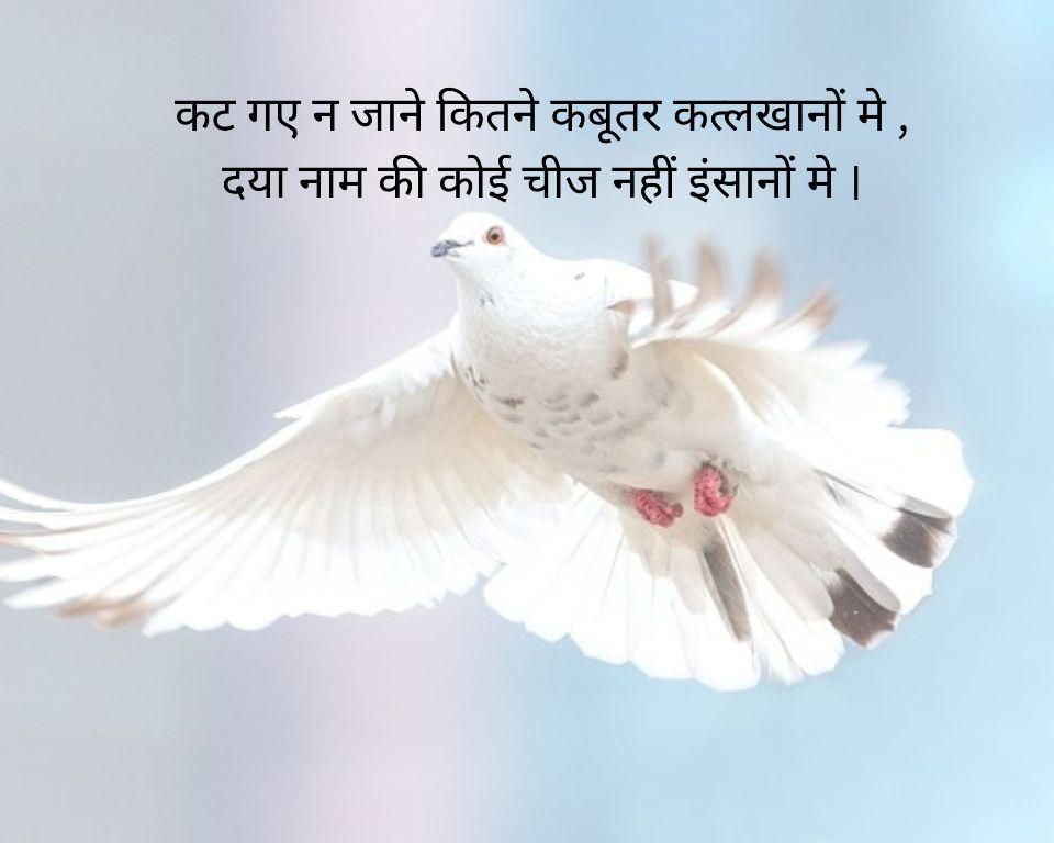 Read more about the article kabutar par shayari ‌‌‌कबूतर पर जबरदस्त शायरी लिस्ट