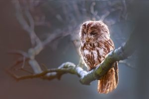 Read more about the article उल्लू के बारे में जानकारी  उल्लू से जुड़े मजेदार तथ्य history of owl in hindi