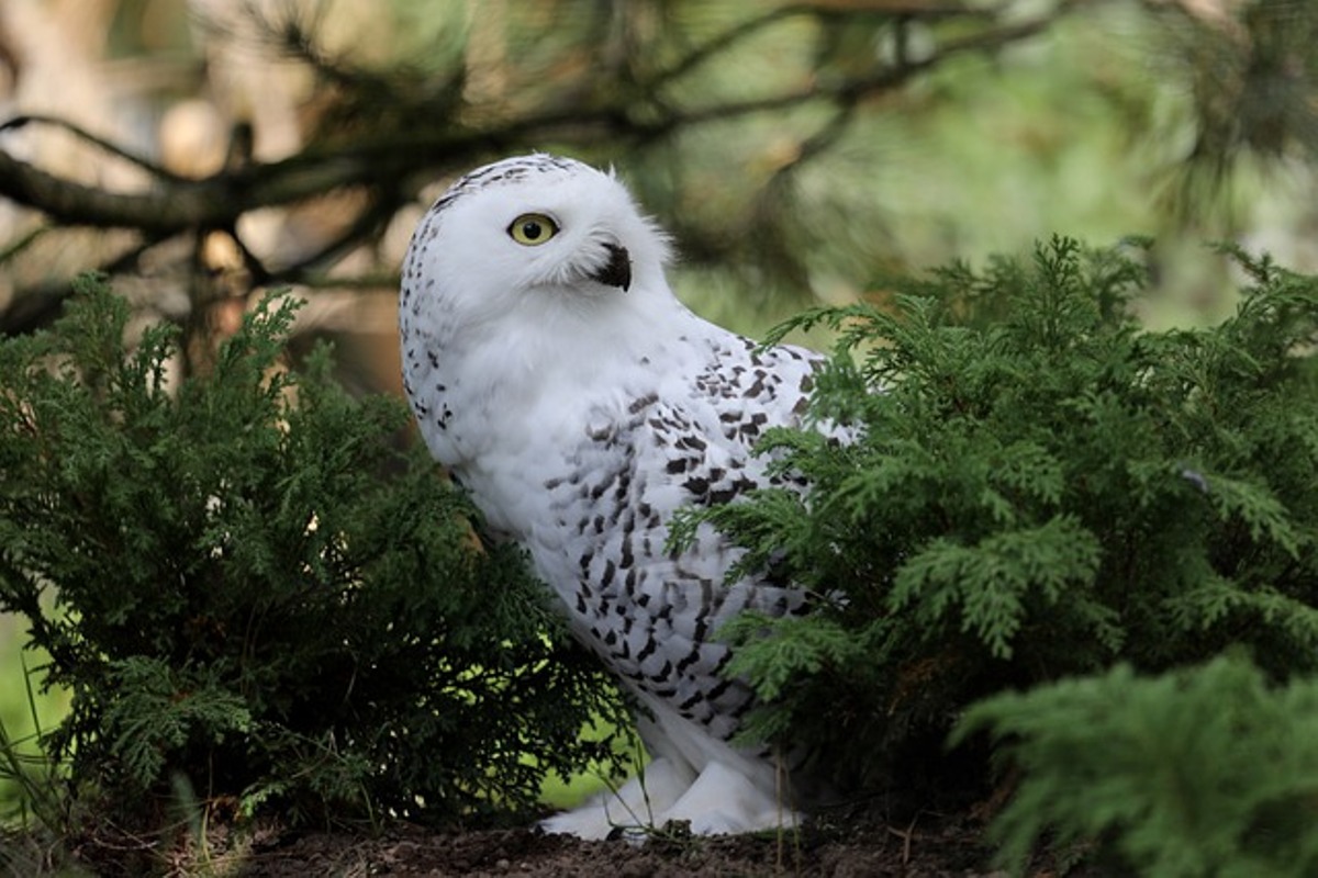 ullu palne ke fayde