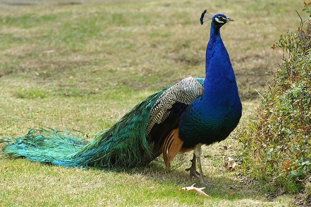 Indian Peacock