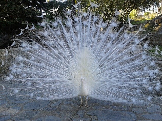 White Peafowl