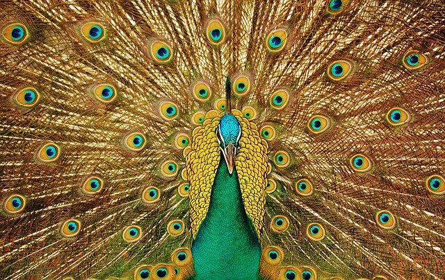 Green Peafowl