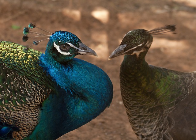 Indian Peacock