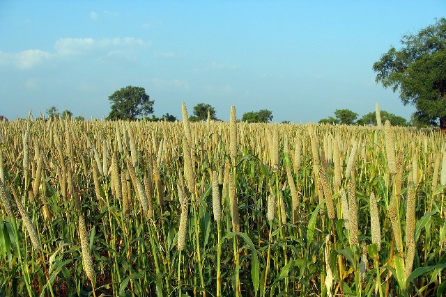 Finger Millet खाने के फायदे