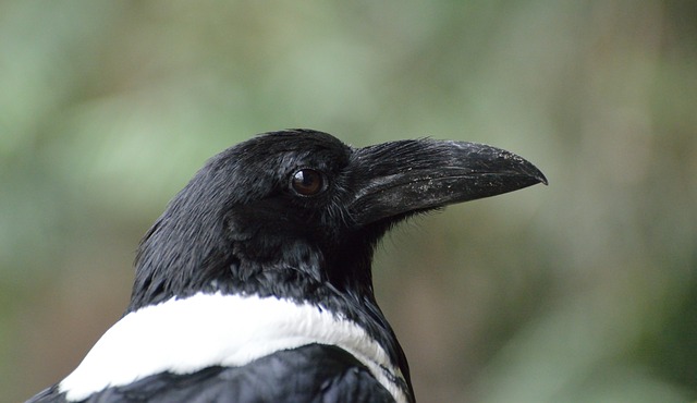 Pied crow information in hindi