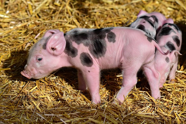 Read more about the article सूअर का तेल के 13  फायदे ‌‌‌और नुकसान के बारे मे जानकारी
